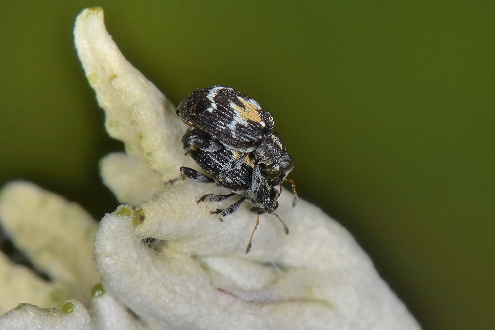 Tachyerges salicis 